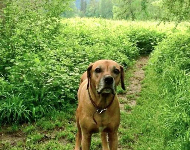 贝格费瑞豪斯兰德宫酒店 * 福森